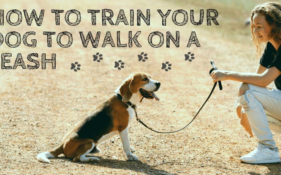 How to Train Your Dog to Walk On a Leash (So He Stops Walking You)