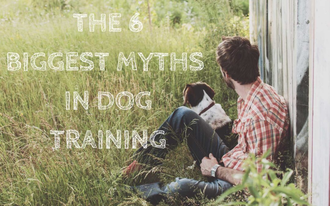 The 6 Biggest Myths in Dog Training (And What You Should Do Instead)