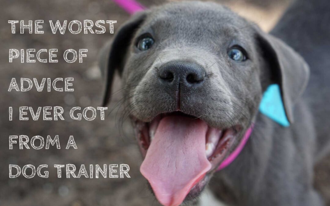 The Worst Piece of Advice I Ever Got from a Dog Trainer