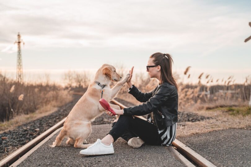 a yellow medium sized dog shows trust and playfulness with their owner by putting up their paw to meet their human owners hand. The human is female appearing with long brown hair. The dog and owner relationship is depicted on a train track with a clear sky overhead. 