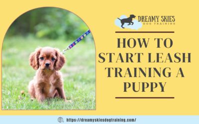 How to Start Leash Training a Puppy