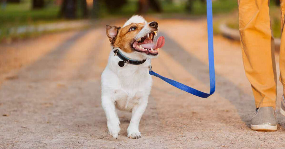 Training Your Dog to Walk on A Loose Leash 