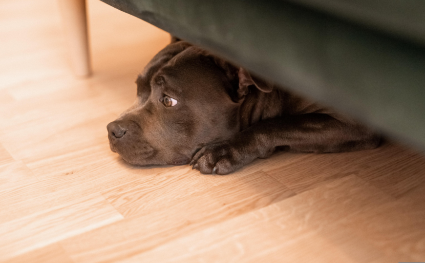 a brown dog hides underneath a dark green couch with his head on his paws. He has a shy look on his face looking up towards someone. 