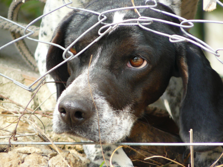 A lack and white dog peers fearfully underneath a hole in a chain link fence. The dog appears apprehensive and lacking of trust.