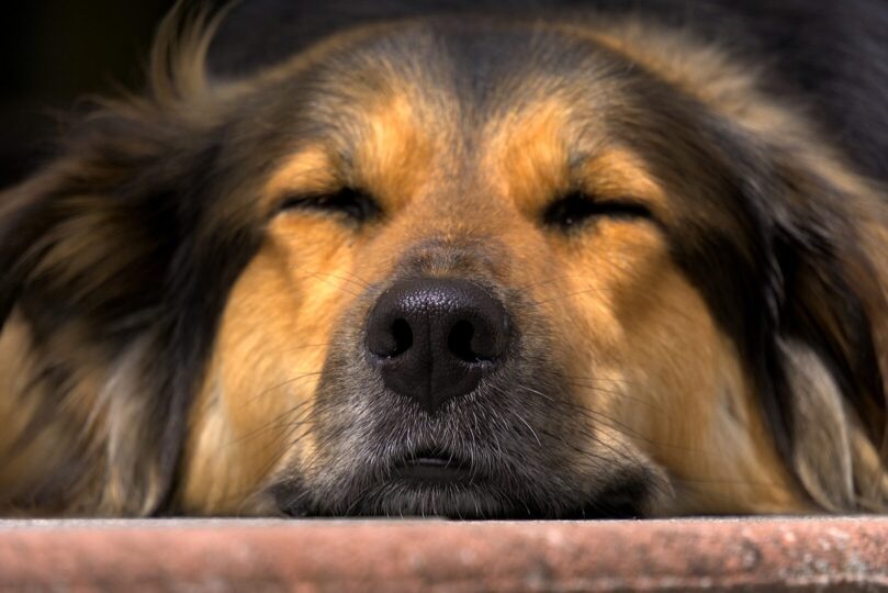 face of a relaxed dog with longer hair, tan and brown markings. Eyes closed