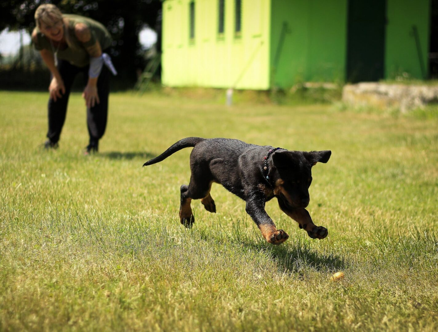 Arlington Dog Training - Dreamy Skies Dog Training