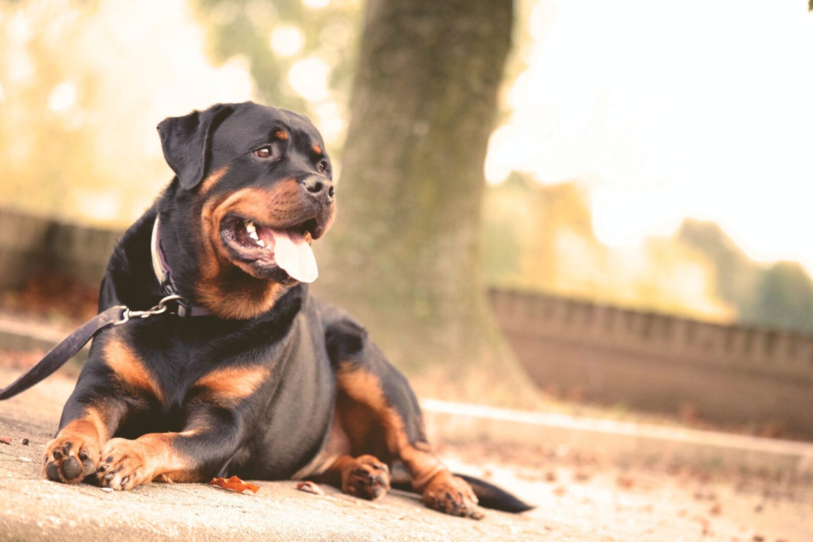 A rottweiler dog lays on the ground in a relaxed but alert pose with tongue out looking up and out of viewframe