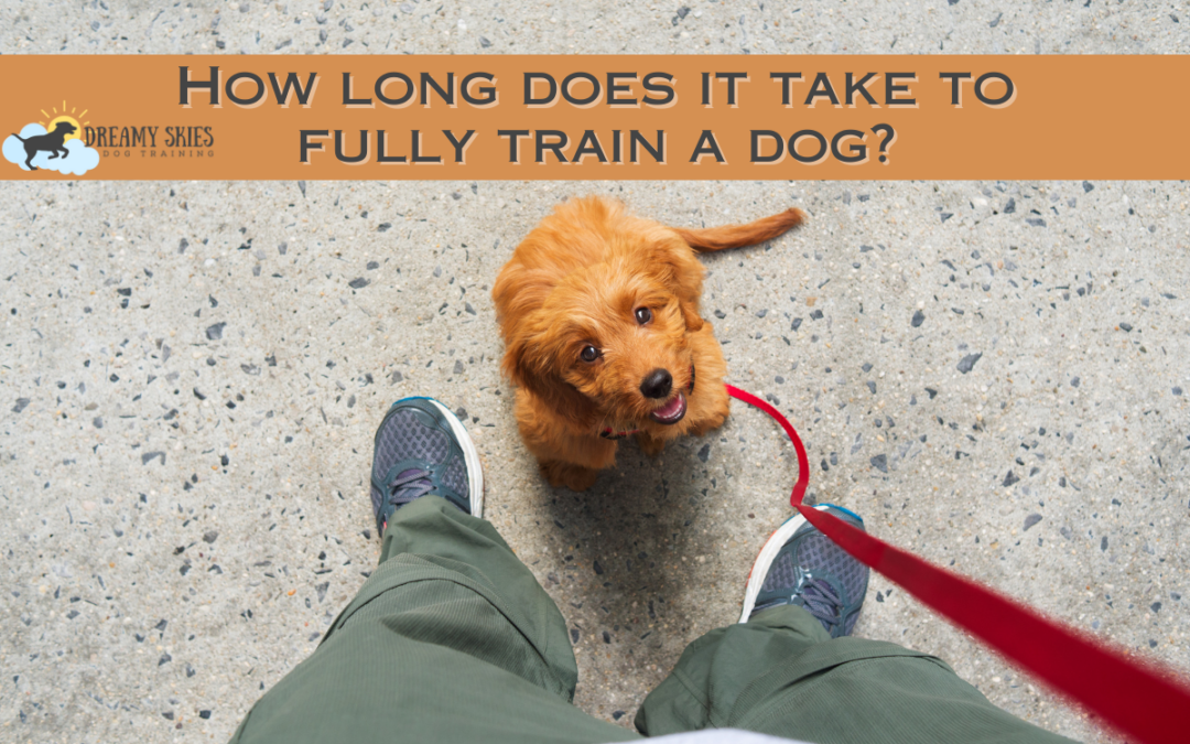 How Long Does It Take to Fully Train a Dog